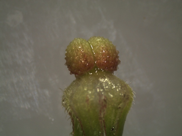 Two bumpy fruit segments. The structure below the twin segments is the semi-persistent calyx (set of sepals).