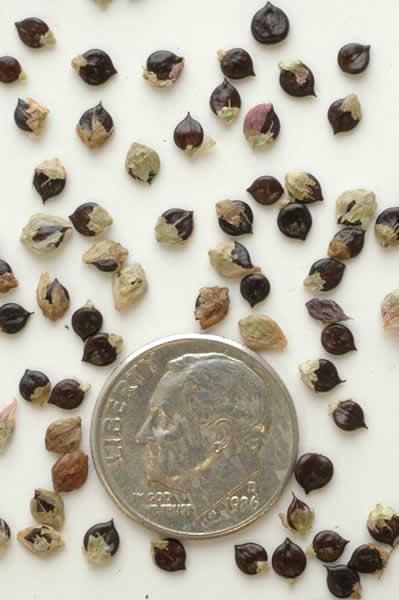 Polygonum seeds from Prairie Moon Nursery www.prairiemoon.com