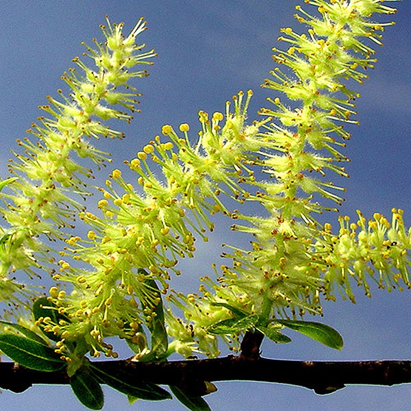 Salicylic acid is named for the Willow genus, Salix,  here portrayed in bloom by John.