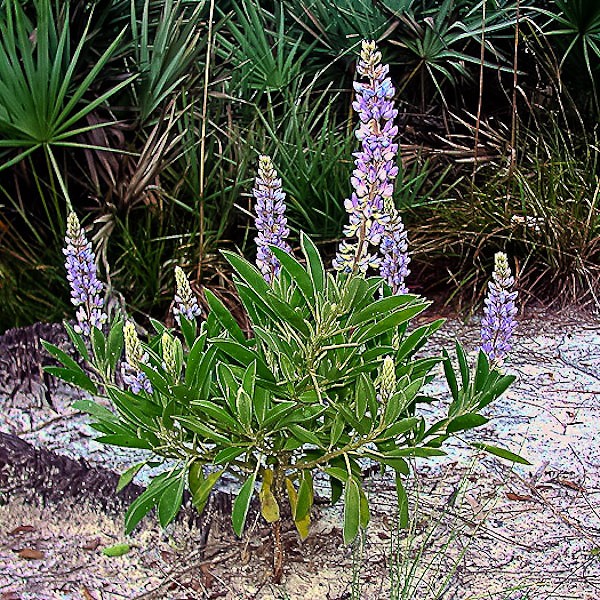 If you own a weapon, know how to shut it off!  Lupines have enzymes able to disarm cyanide (JB).
