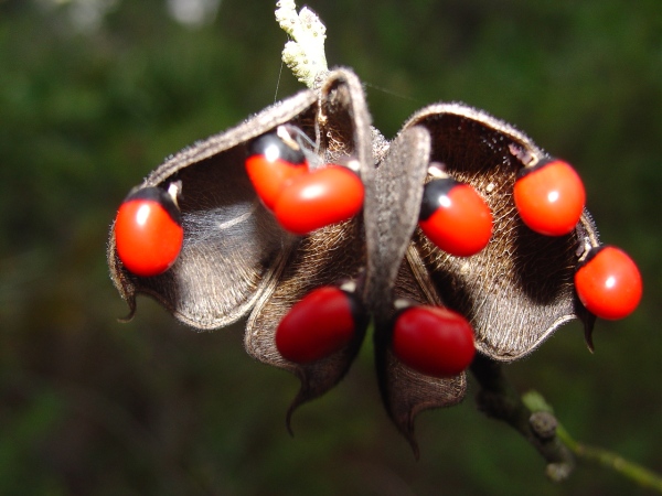 In Rosary Pea, an introduced vine, the seeds are bicolored red and black.