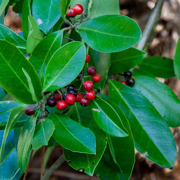 Dahoon Holly.  In many species the red-black combo comes from ripe and unripe fruits.