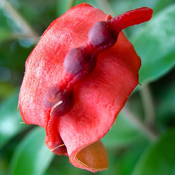 Jamaica Caper. The red inner lining of the pod is a backdrop to black seeds.