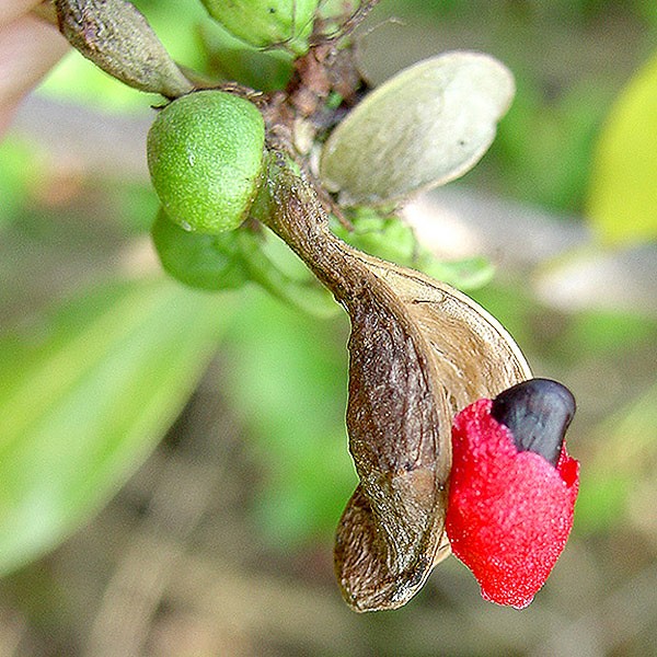 In Blackbead the seed is black with a red partial cloak (called an aril).
