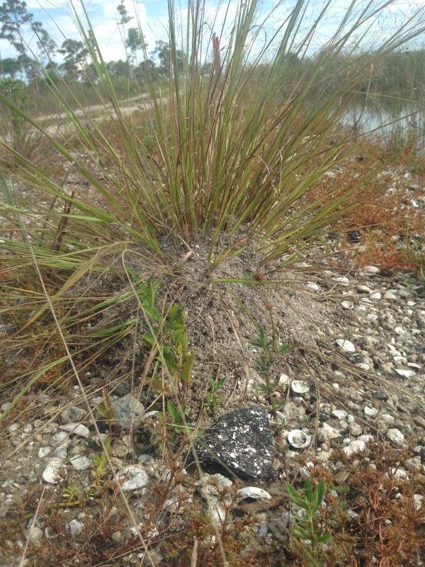 Fire ant mound around Eragrostis grass. Cell phone photo.