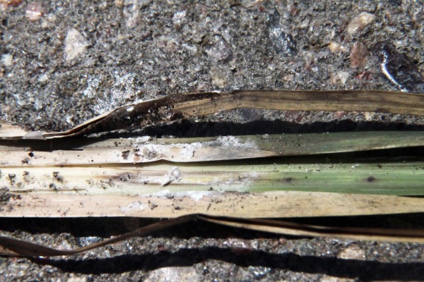 Mealybugs at base of grass plant in ant mound near Jupiter FL.