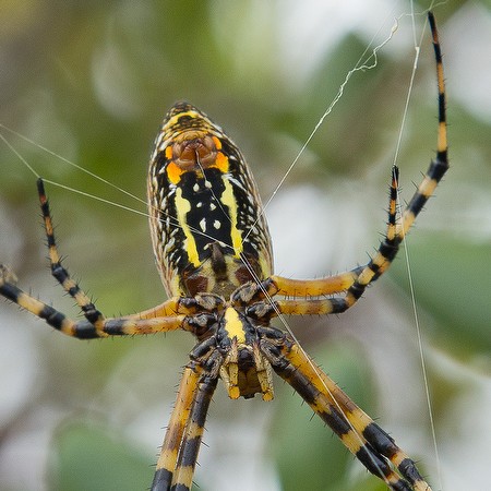 Garden spider spinning (by John Bradford)