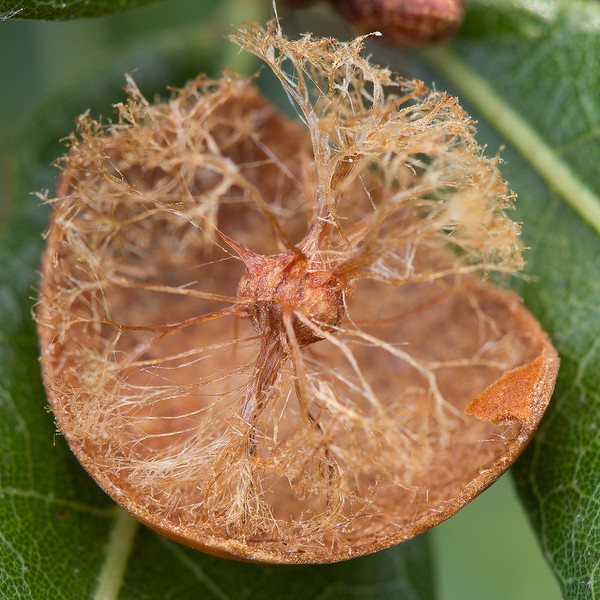 Oak Apple gall opened, larval capsule in the middle. That is one well protected baby.
