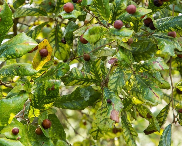 Oak Apple Galls