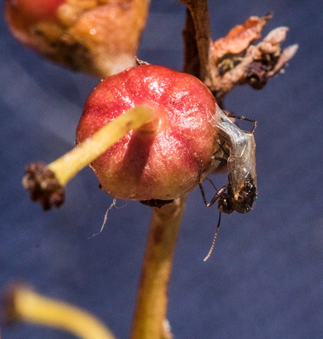 Bejaria bug on fruit