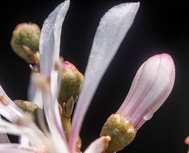 Bejaria racemosa stickum
