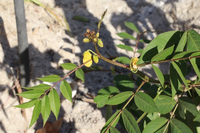 Senna occidentalis flowering branch