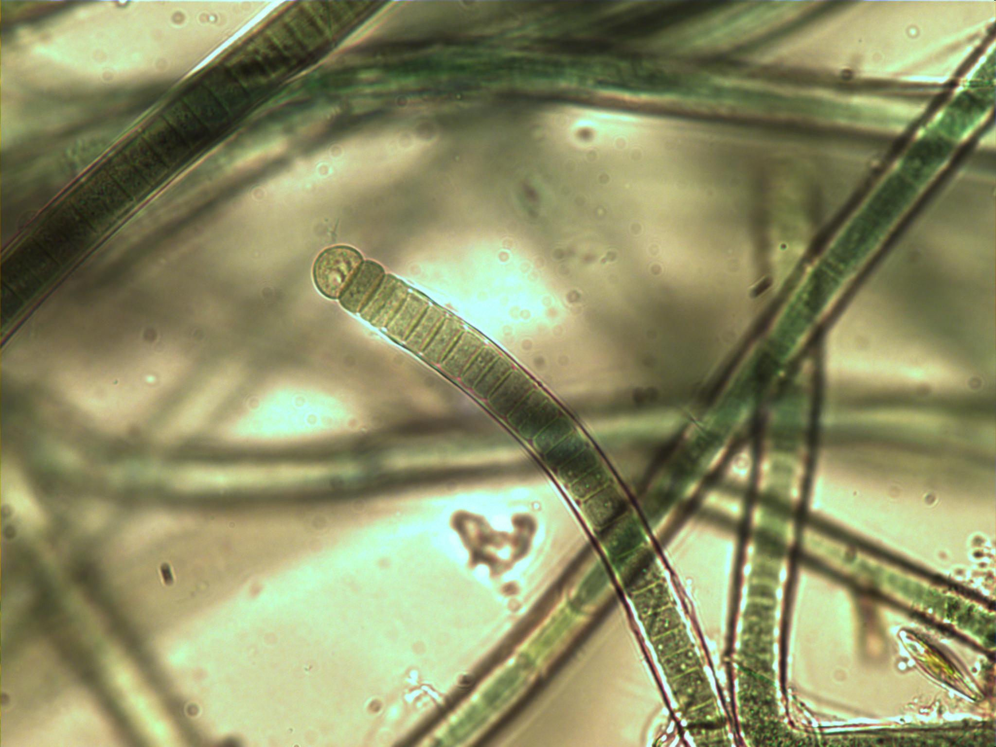 Группы организмов цианобактерии. Синезелёные водоросли цианобактерии. Цианобактерии микроскоп. Первые цианобактерии. Древние цианобактерии.