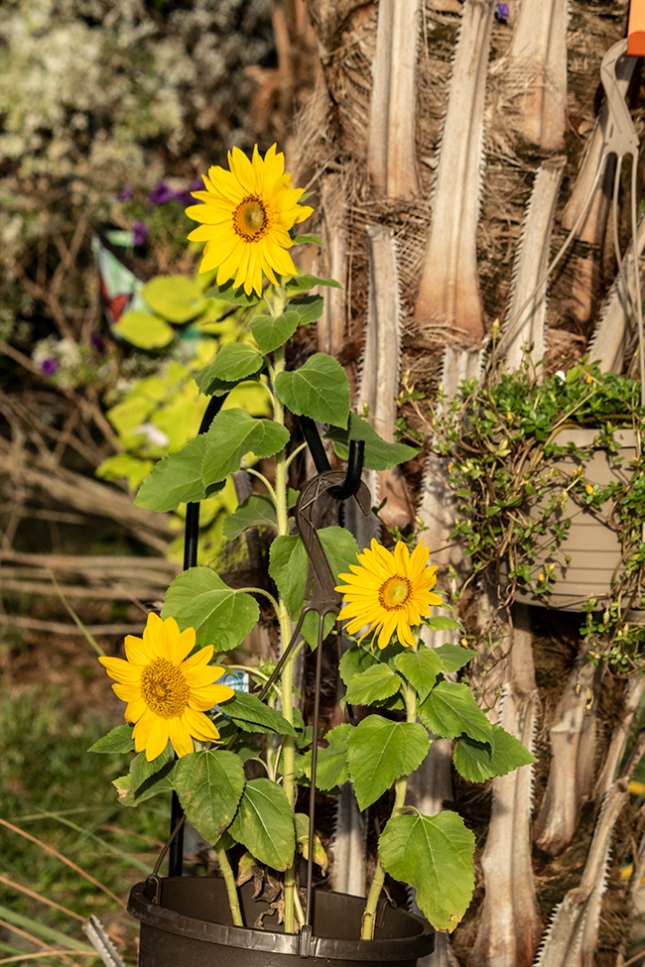 helianthus front view