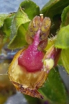 Colombian Waxweed is a Seed Trebouchet (maybe)