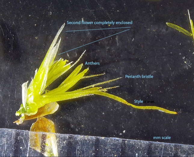 immature spikelet opened labeled